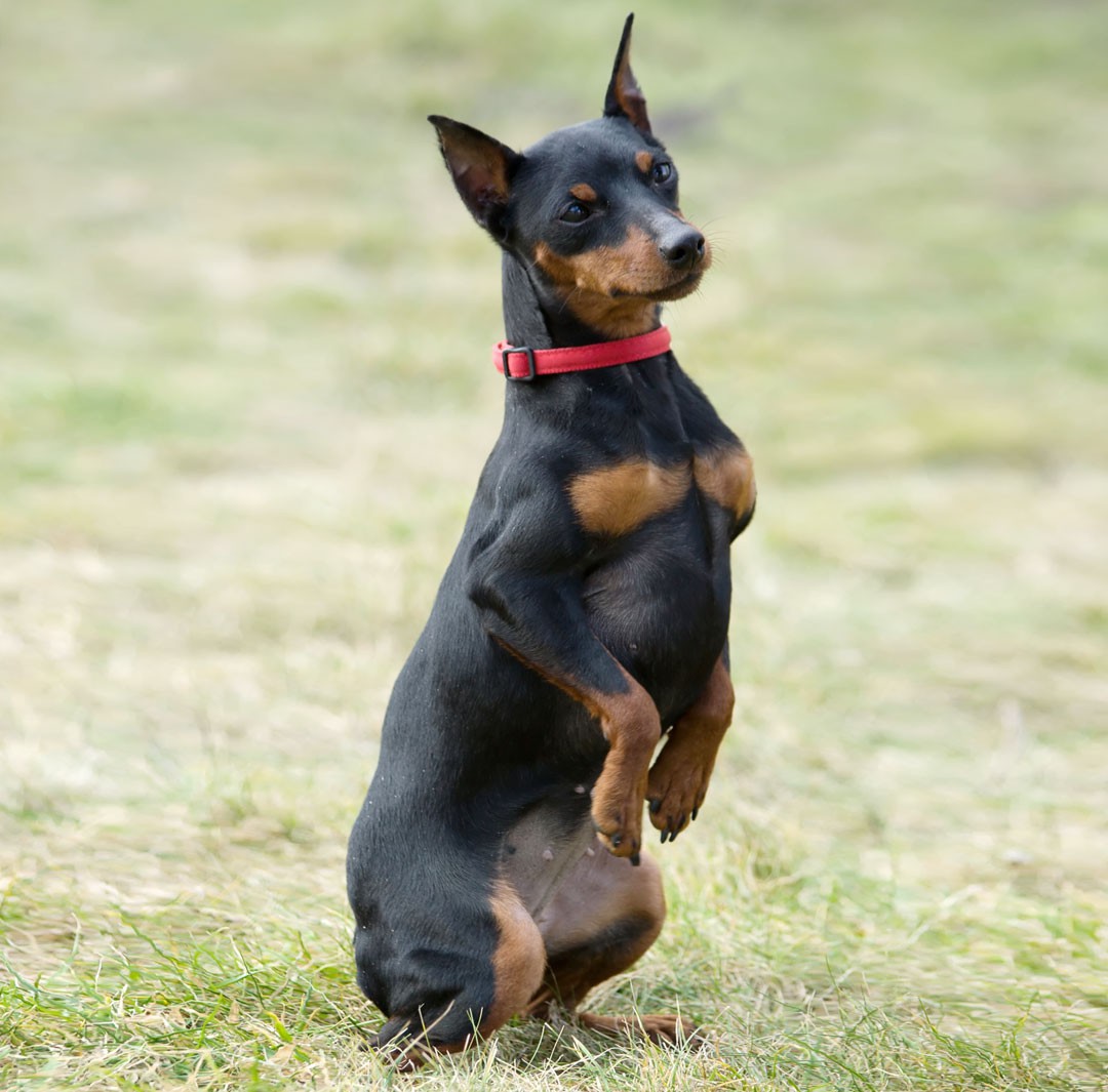 » Pinscher Miniatura Zwergpinscher