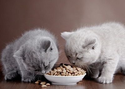 Alimentando vários gatos