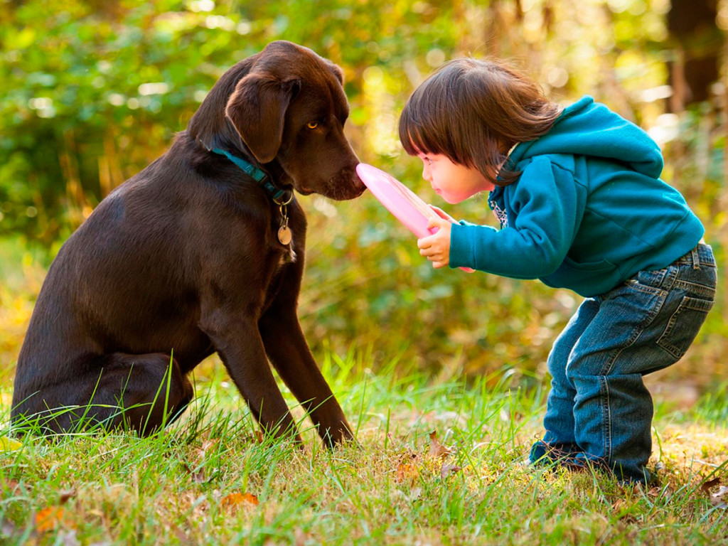 8 dicas para fazer o cão se divertir e ficar calmo