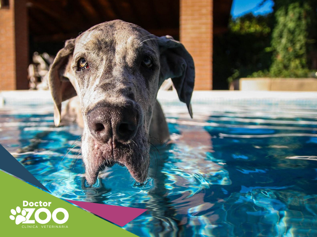 Tem piscina em casa? Você precisa ver essas dicas para dar mais segurança ao seu cachorro!