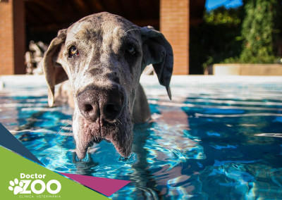 Tem piscina em casa? Você precisa ver essas dicas para dar mais segurança ao seu cachorro!