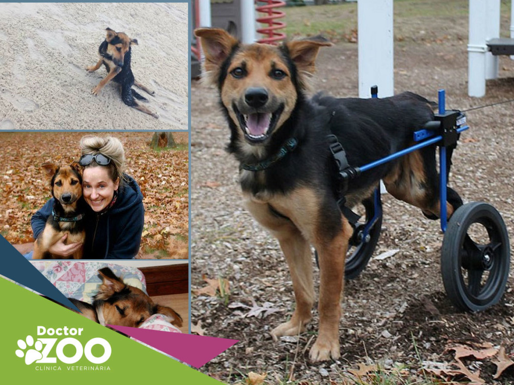 Como a tecnologia e a internet fizeram com que este cachorro paraplégico voltasse a andar