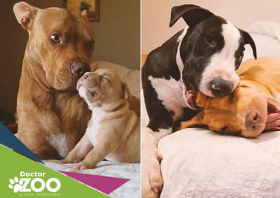 Família de Cães adotados faz sucesso no Instagram