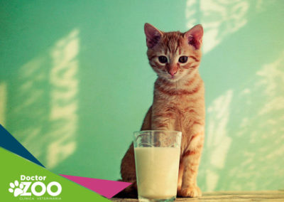 Gatos podem tomar leite?