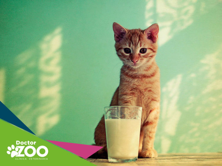 Gatos podem tomar leite?