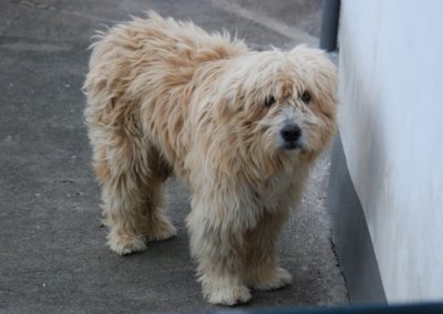 Cão Barbado da Ilha Terceira