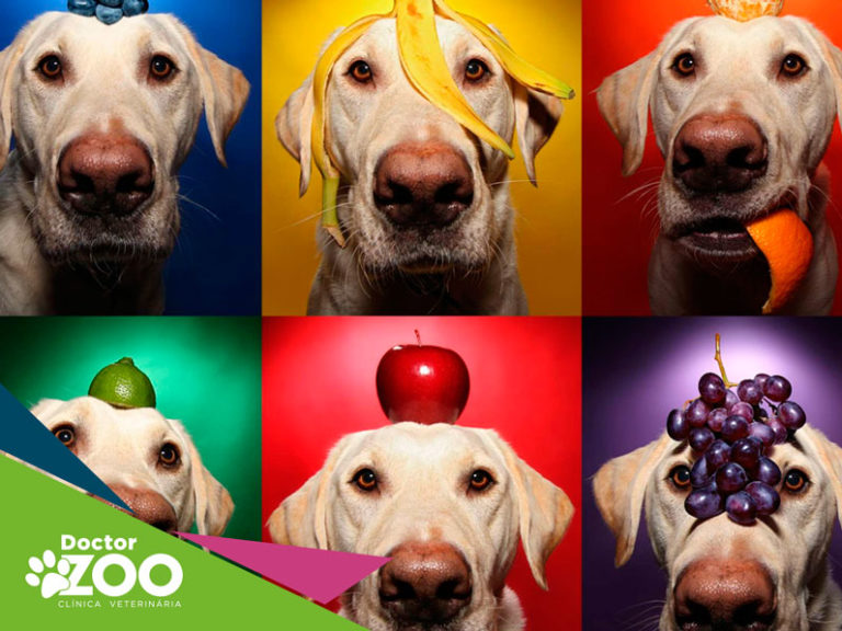 Cães podem consumir frutas?