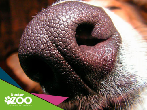 É necessário estimular o olfato do seu cão