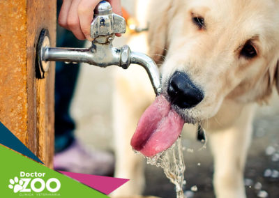 Como fazer meu cão beber água?