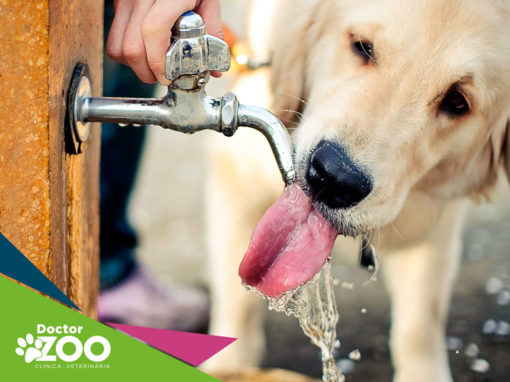 Como fazer meu cão beber água?