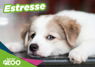 Estresse em cães: é preciso evitar!