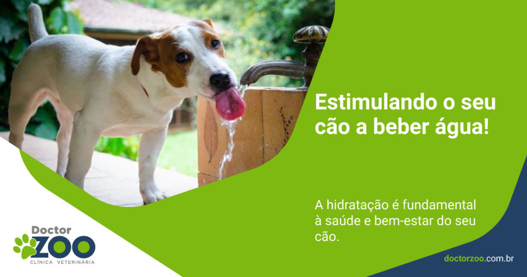 Estimulando o seu cão a beber água!