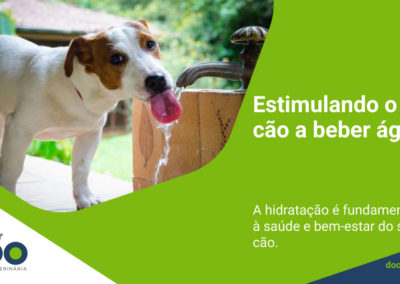 Estimulando o seu cão a beber água!