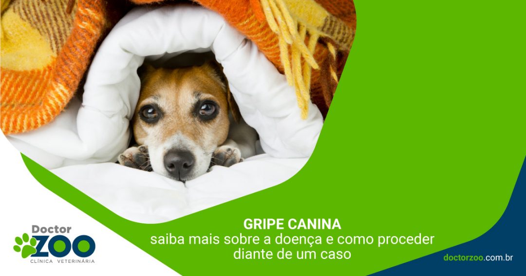Gripe Canina: saiba mais sobre a doença e como proceder diante de um caso