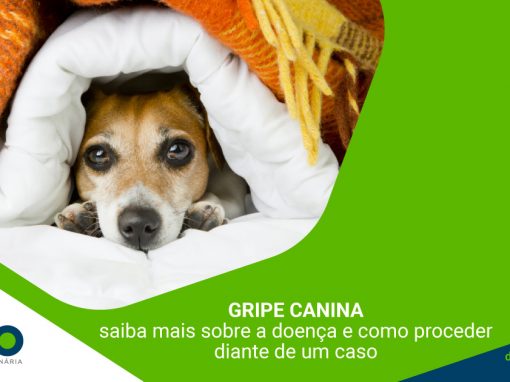 Gripe Canina: saiba mais sobre a doença e como proceder diante de um caso