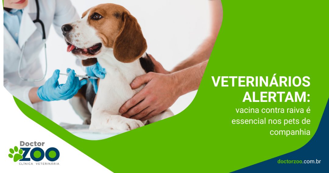Veterinários alertam: vacina contra raiva é essencial nos pets de companhia
