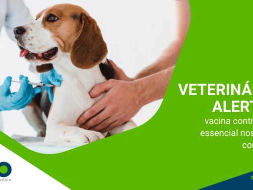 Veterinários alertam: vacina contra raiva é essencial nos pets de companhia