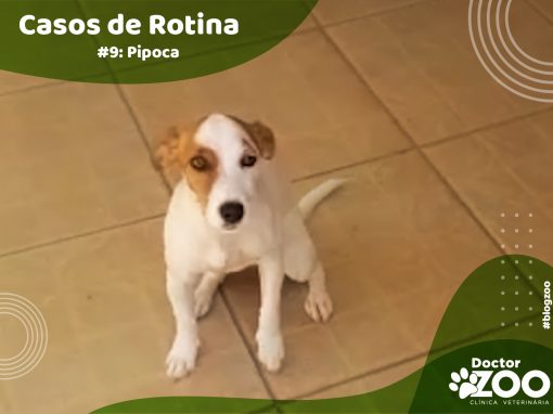 Casos de rotina #9: Pipoca, canina, 8 meses, raça Jack Russel Terrier