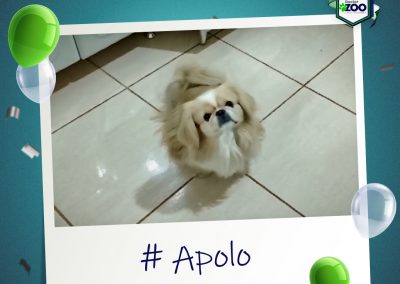 Casos de rotina #13: Apolo, canino Pequinês, 4 anos