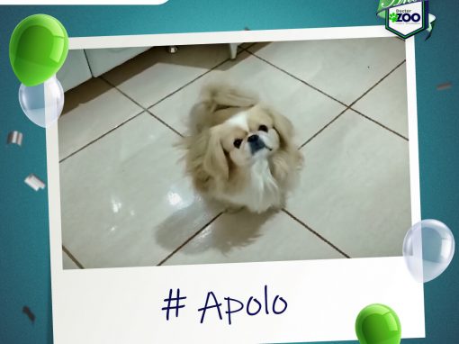 Casos de rotina #13: Apolo, canino Pequinês, 4 anos