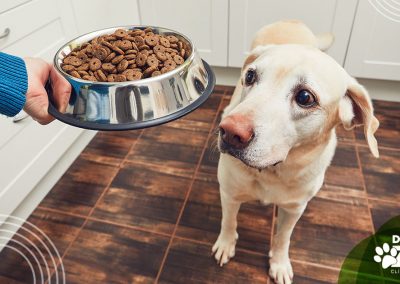 Meu cachorro não quer comer, o que faço?